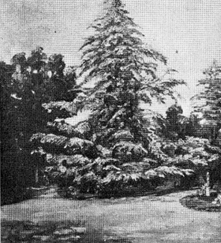 Jardín municipal, c.1940. Elia Laporte. Óleo sobre cartón.  65 x 59 cm. Nº inv. 2782.