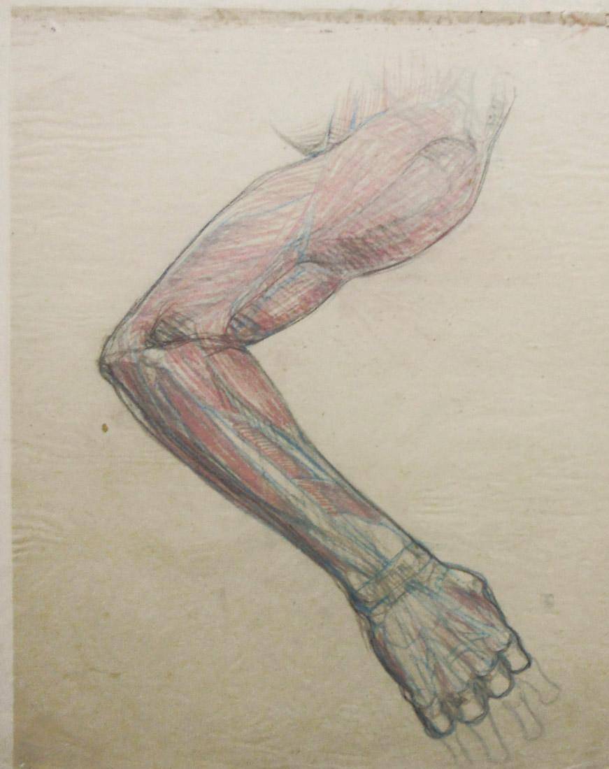 Anatomía - estudio de color. Humberto Causa (1890-1925). Dibujo a lápiz.  58 x 50 cm. Nº inv. 302.