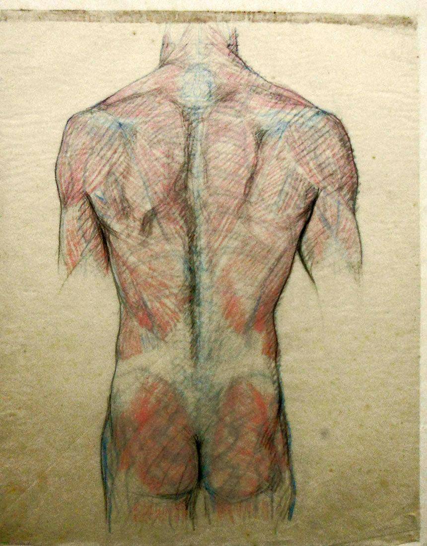 Anatomía - estudio de color. Humberto Causa (1890-1925). Dibujo a lápiz.  58 x 50 cm. Nº inv. 303.