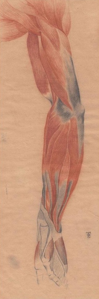 Juan Manuel Blanes (1830-1901)<br>Anatomía - estudio en color - c.1863<br>Sanguina y lápiz<br>59 x 39 cm - Academicismo - Museo Nacional de Artes Visuales
